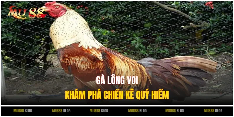 gà lông voi