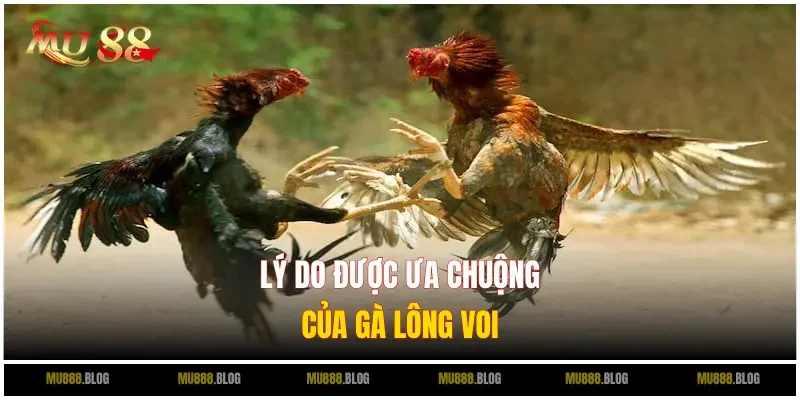Lý do gà lông voi được kê sư yêu thích